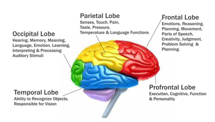 Understand Brain