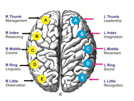 Fingerprint Brain Analysis